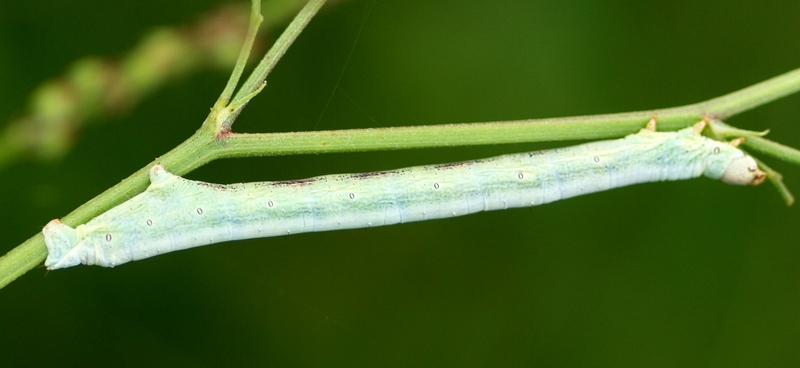 Bruco di geometridae?